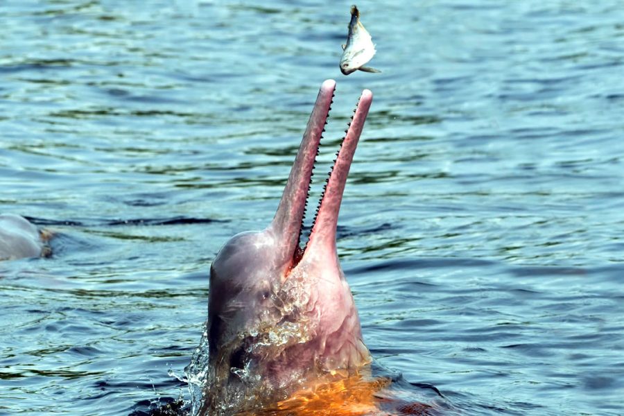 Amazon River Full-Day Discovery Experience