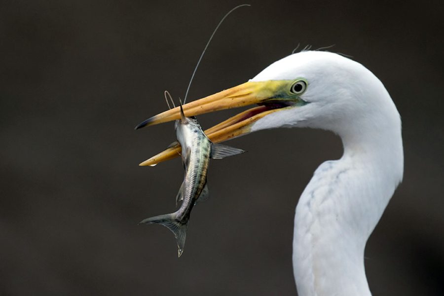 Pacaya Samiria Expedition – Marañón River Zone (3 Days / 2 Nights)