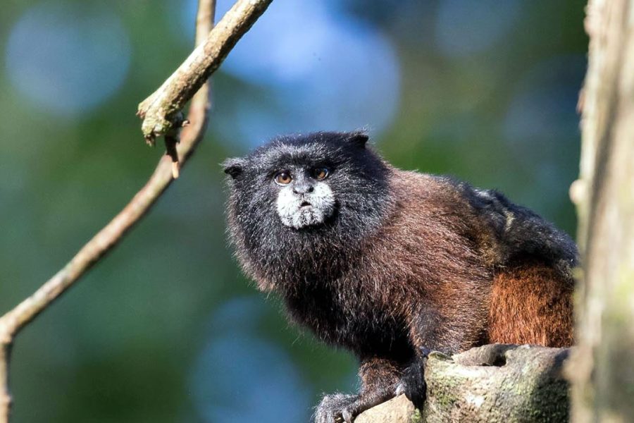 Pacaya Samiria Deep Amazon Expedition – Marañón River  6 Days / 5 Nights