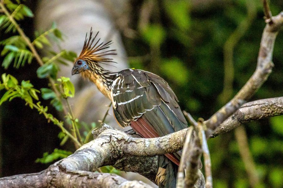 Pacaya Samiria Adventure – Marañón River  5 Days / 4 Nights