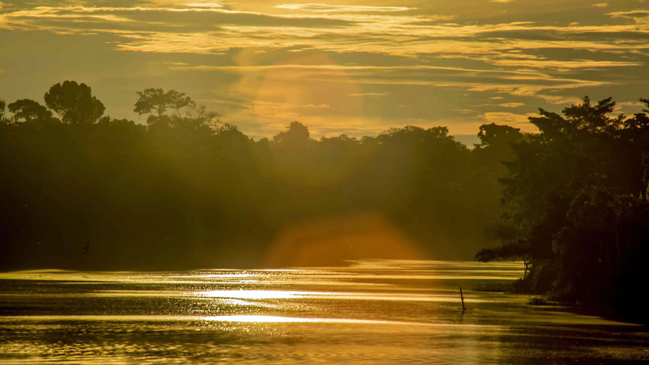 Pacaya Samiria Full-Day Expedition – Wildlife, Dolphins & Primary Jungle Adventure