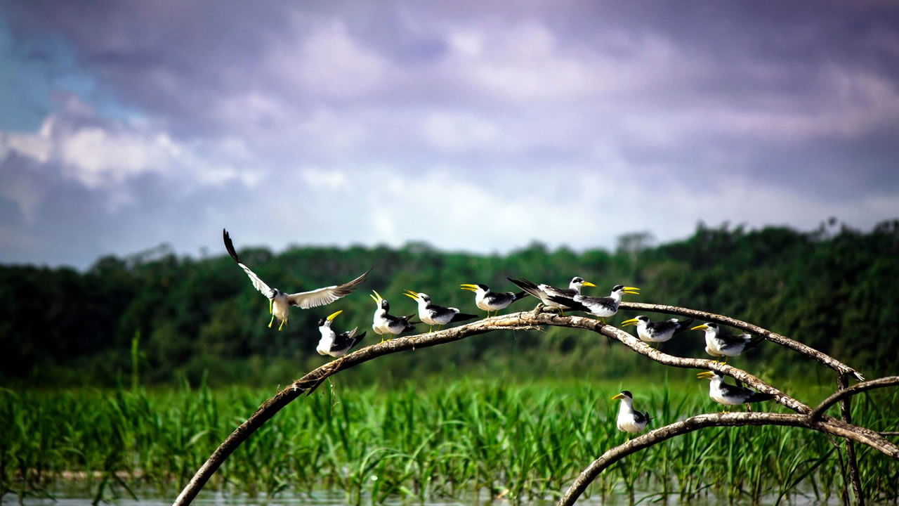 Day 1 – Iquitos → Nauta → Marañón River → Buenos Aires Community
