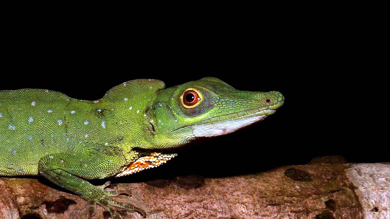 Day 2 – Buenos Aires → Yanayacu River → Renacal