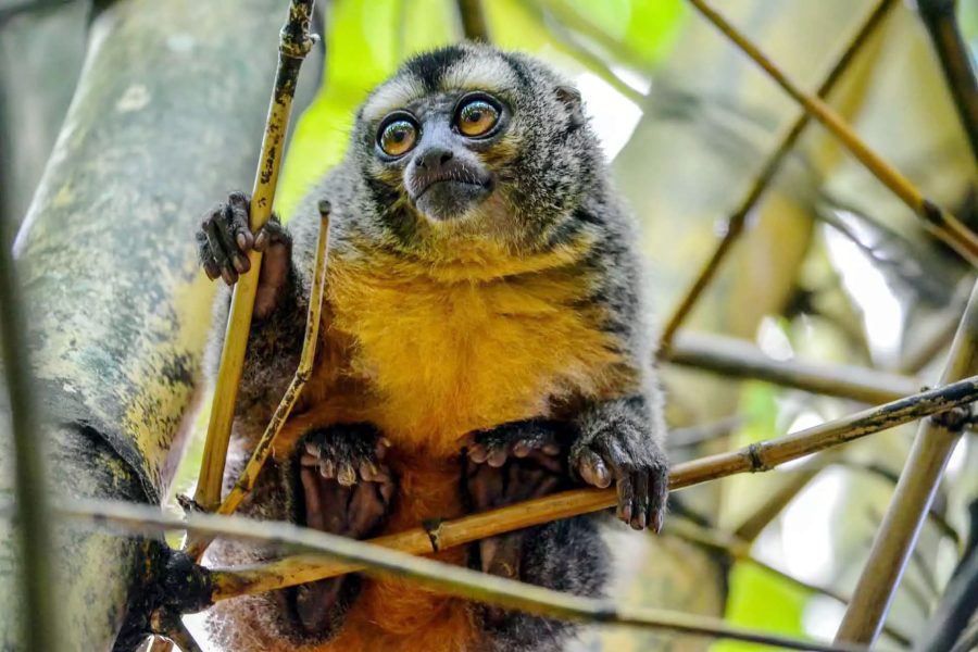 Pacaya Samiria Expedition – Marañón River Zone – 2 Days / 1 Night