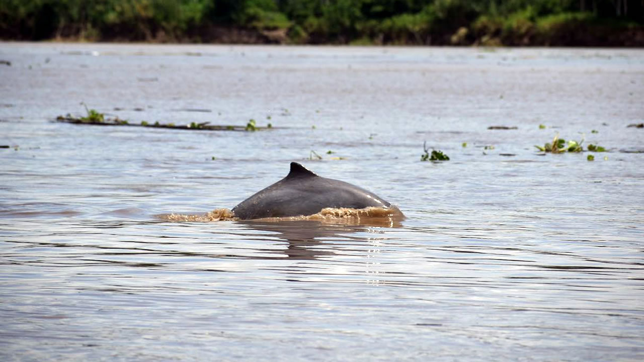 DAY 2 – Sunrise Birdwatching, Monkeys, Wildlife & Dolphins